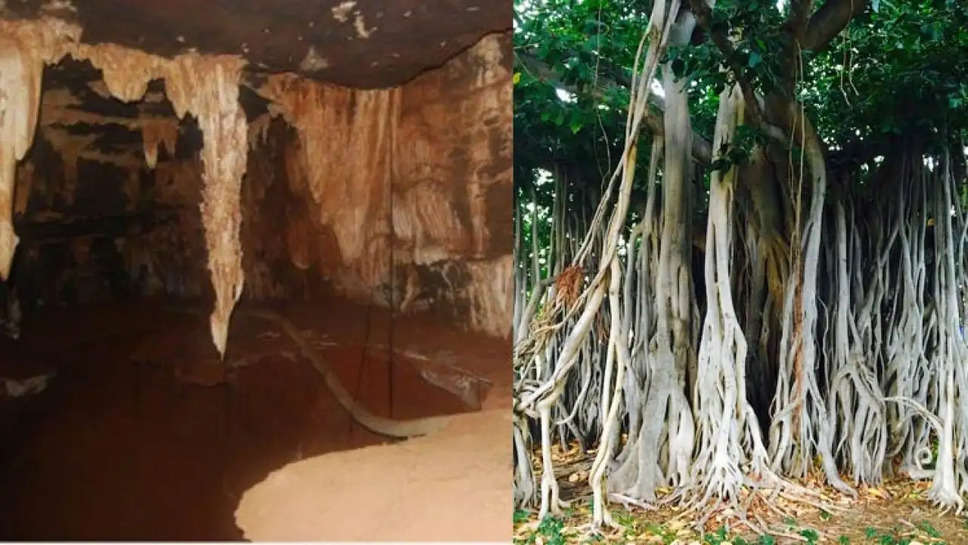 Which Tree Has The Deepest Roots In The World?