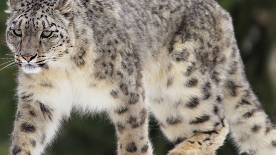 What Is The National Animal Of Afghanistan?