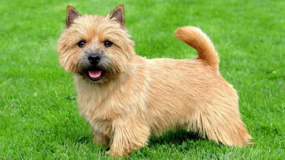 Top Small Dog Breeds in India