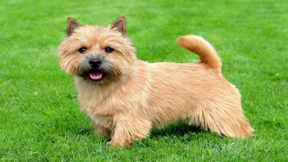 Top Small Dog Breeds in India