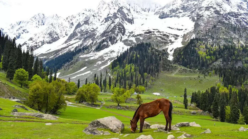 Kashmir