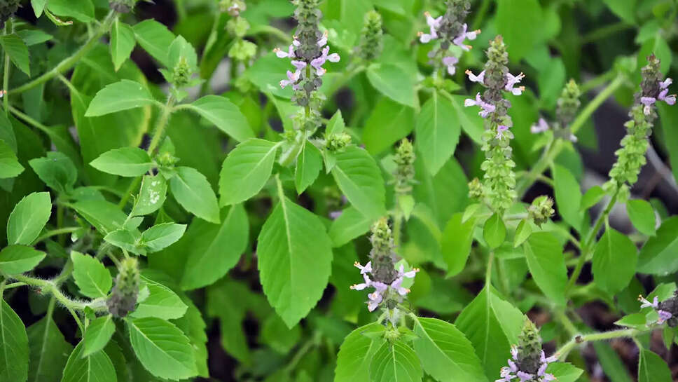 tulsi