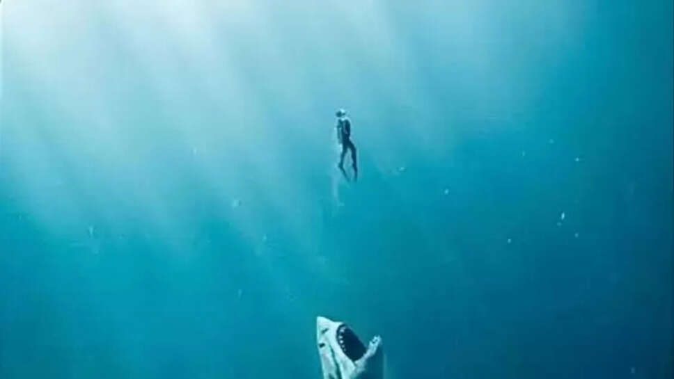 Top 10 Largest Living Creatures In The Sea