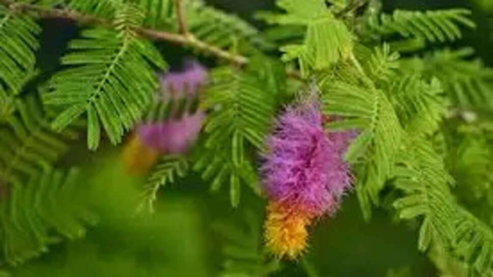 Know About Shami Plant Care Tips 