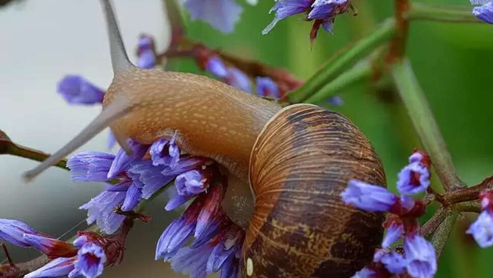 Garden Snail