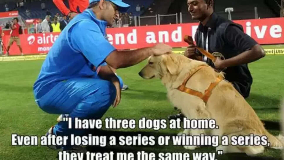 Know About All The Dogs Of MS Dhoni