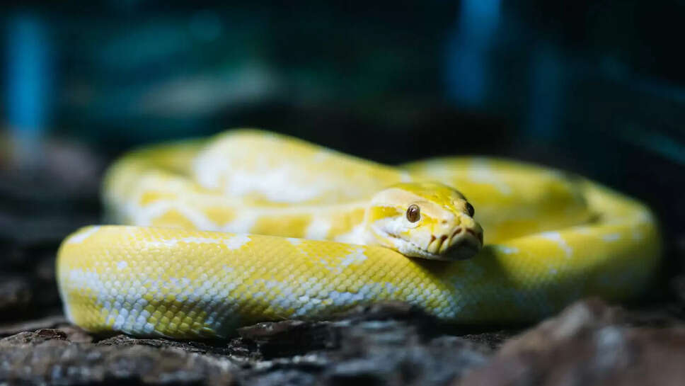 Know About Yellow And White Snake