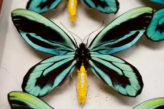 Top 10 Largest Insects In The World