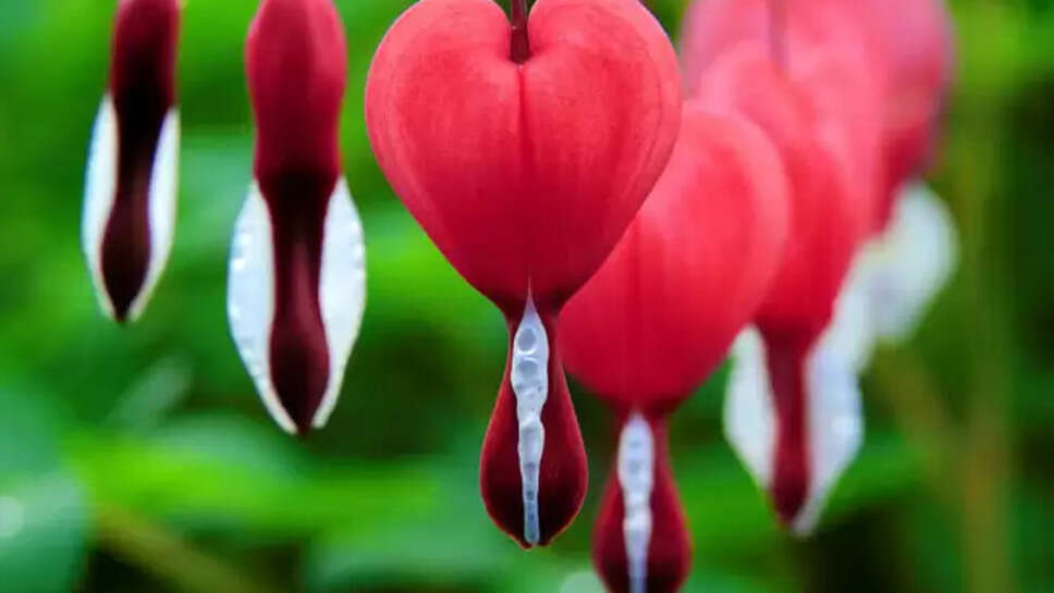 Top 10 Most Beautiful Flowers In The World