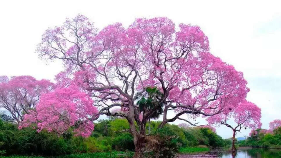 Top 5 Most oxygen Producing Trees