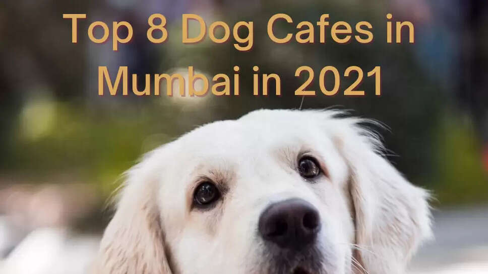 Top 8 Dog Cafes in Mumbai in 2021