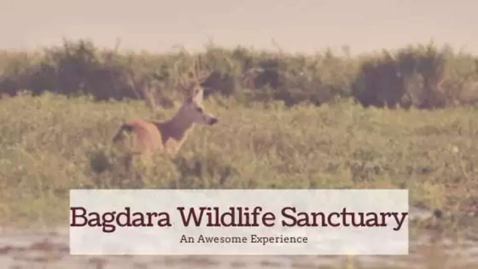 Facts About Bagdara Wildlife Sanctuary in Madhya Pradesh