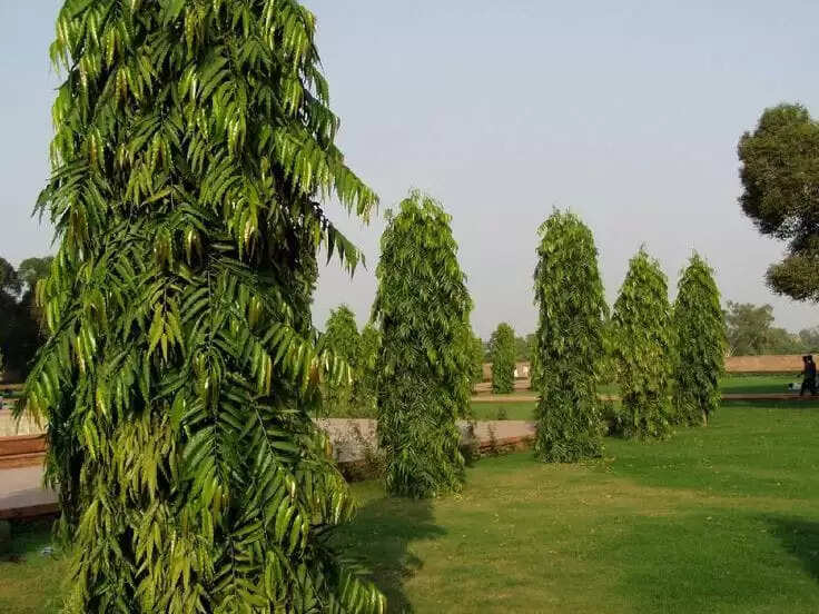 Ashok Tree