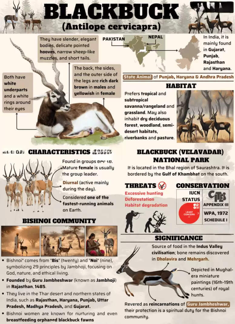 Why Blackbucks Are So Important For The Bishnoi