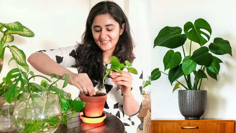 How To Pot A Plant At Home In Just 9 Simple Steps