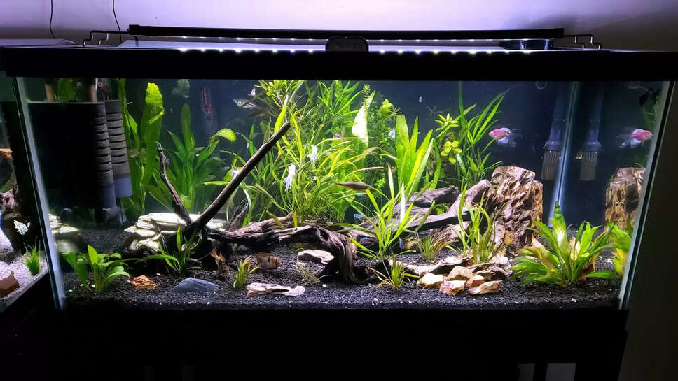 Benefits Of Keeping Aquarium At Home