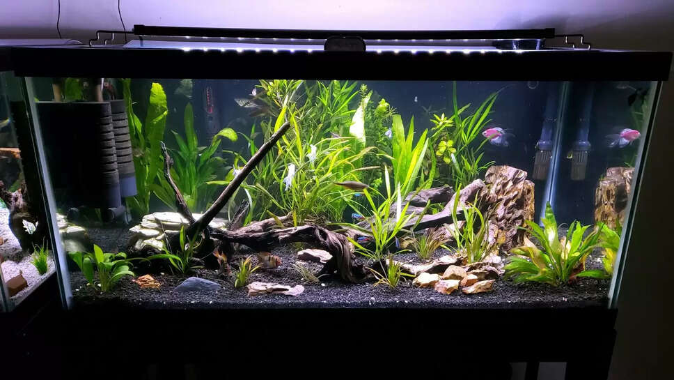 Benefits Of Keeping Aquarium At Home