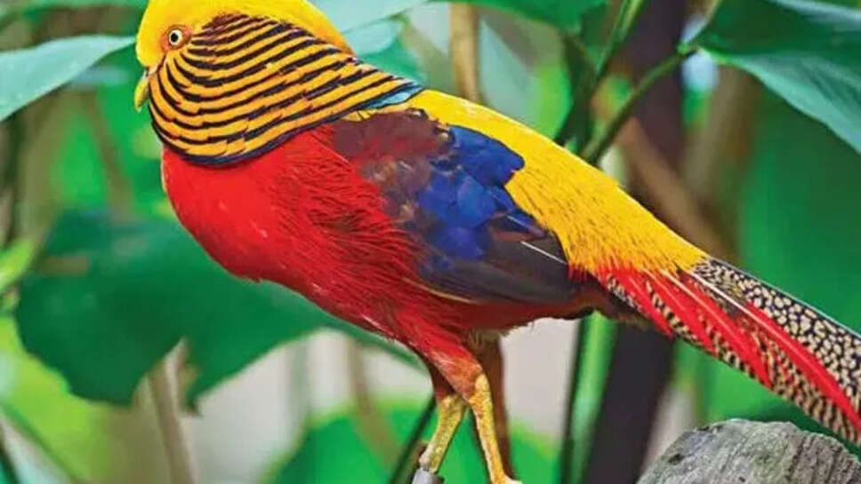 Top 10 Most Beautiful Birds In The World
