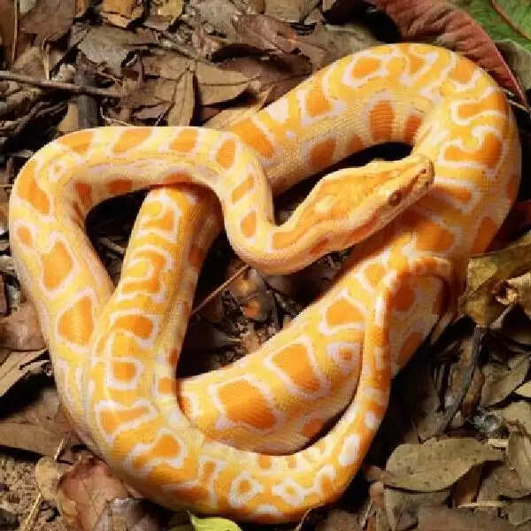 Know About Yellow And White Snake