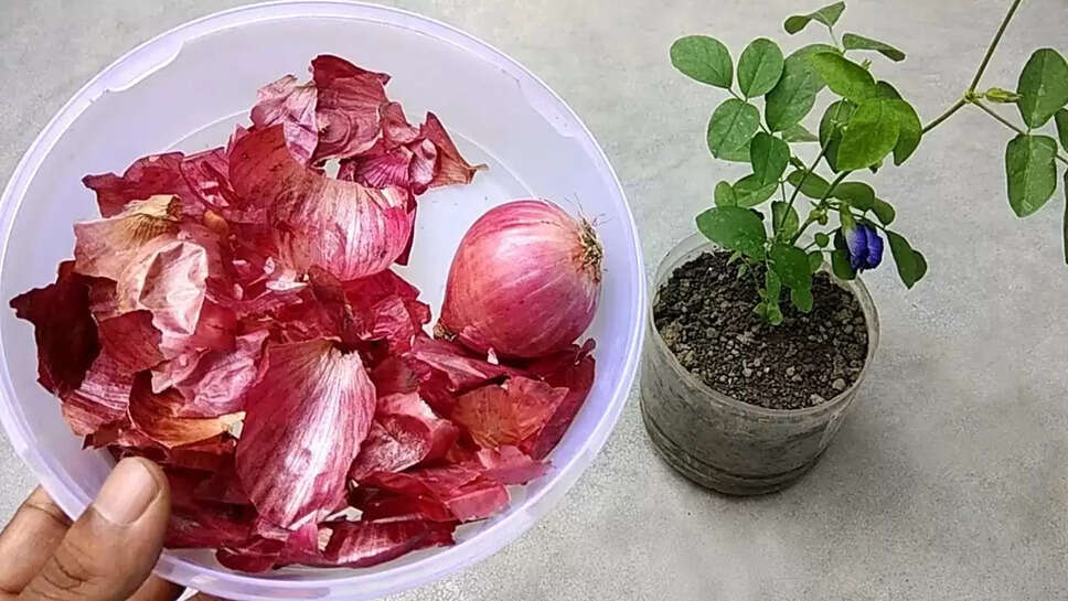 Onion Peel Fertilizer