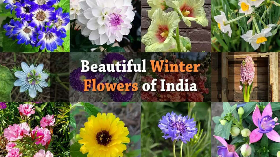 winter flowers in india in 2022