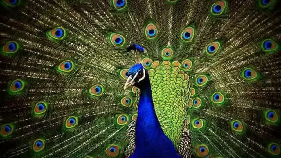 Top 10 Most Beautiful Birds in the World in 2023
