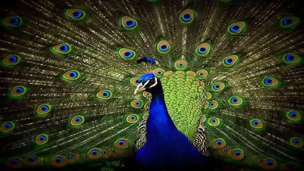 Top 10 Most Beautiful Birds in the World in 2023