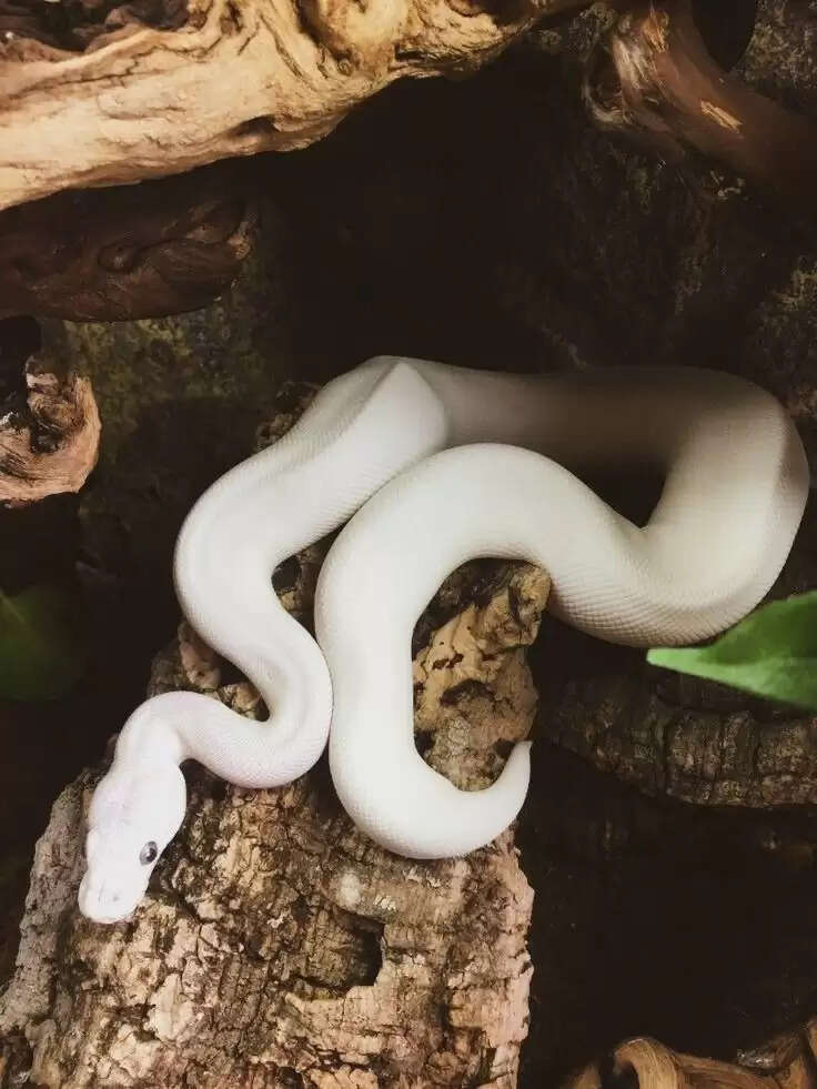 Know About Yellow And White Snake