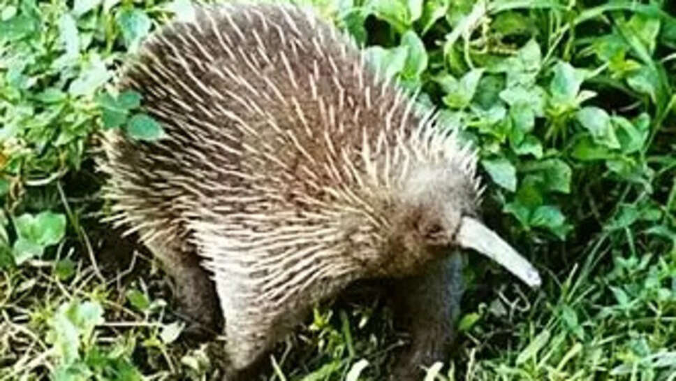 Western Long-Beaked Echidna