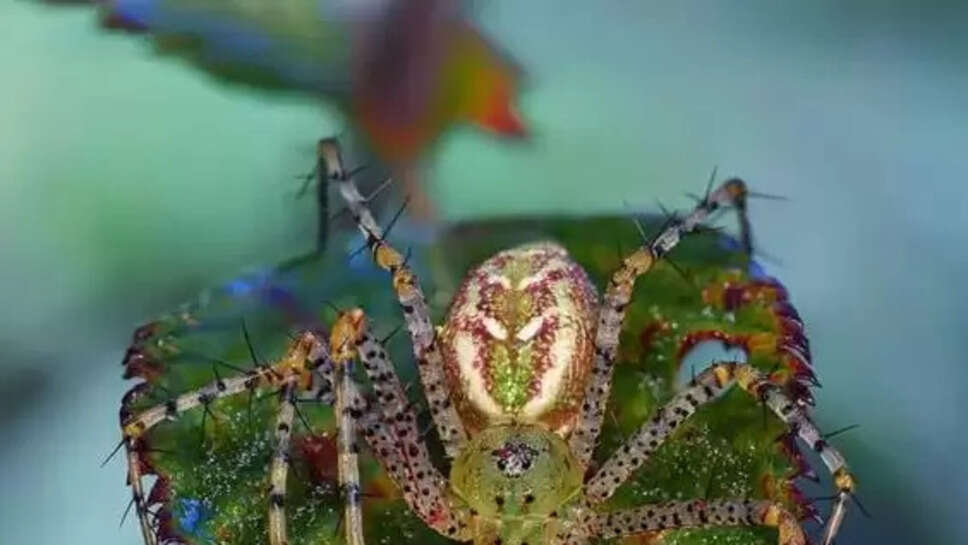 Top 10 Largest Insects In The World