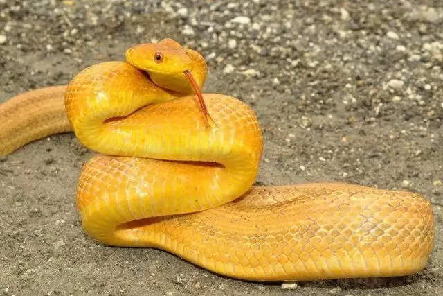 Know About Yellow And White Snake