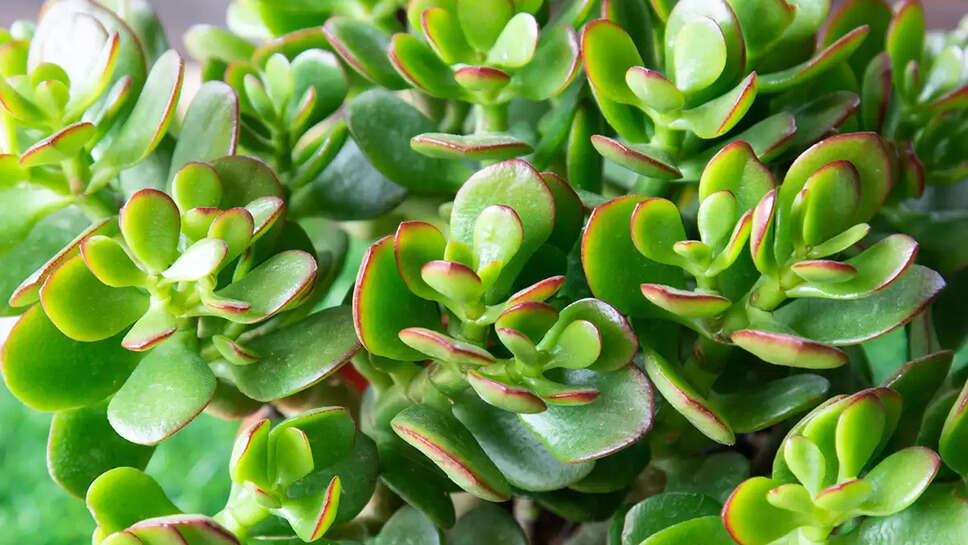 The Jade Plant and Crassula Ovata 