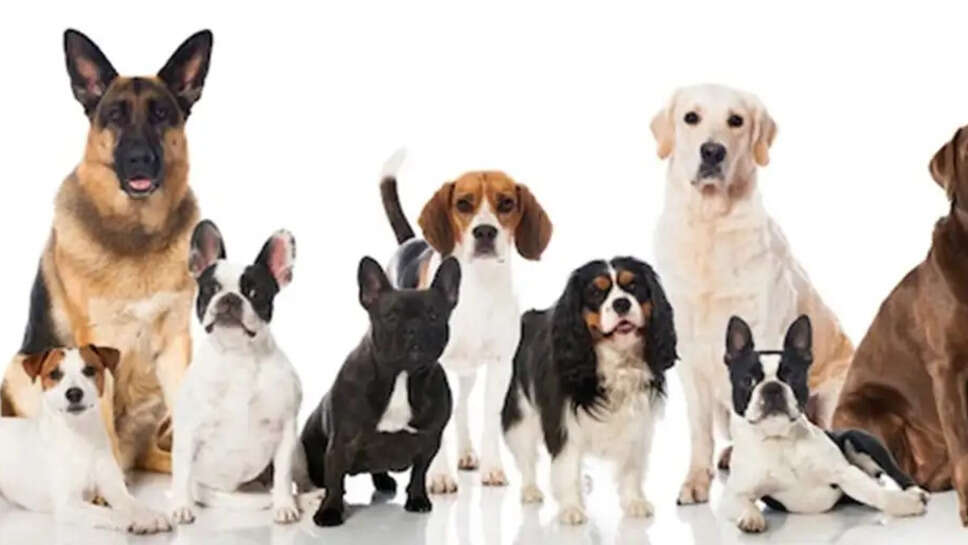 Top 10 Best Dogs Breed For Breeding and Sell