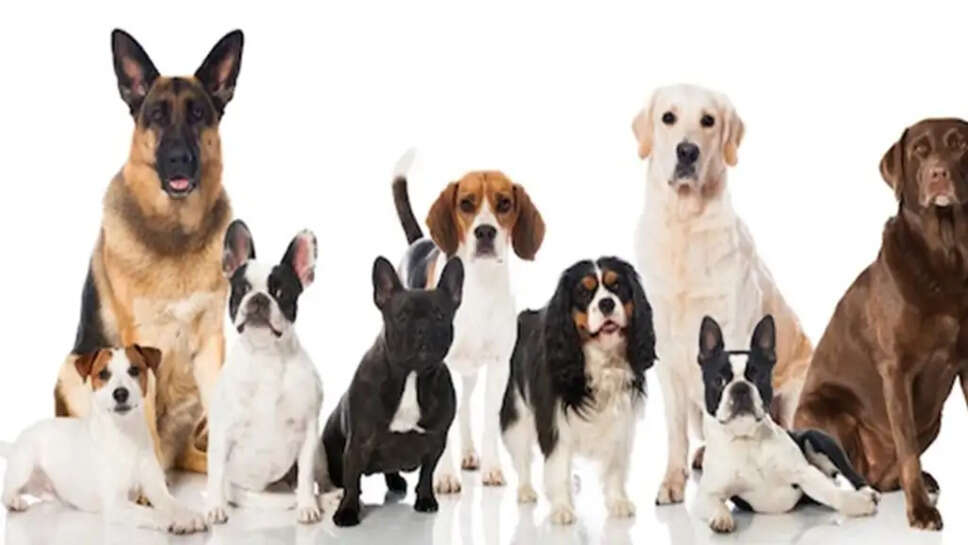 Top 10 Best Dogs Breed For Breeding and Sell