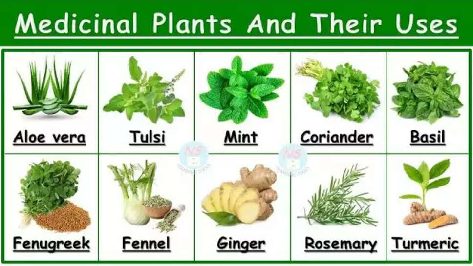 Top 15 Medicinal Plant Names & Their Uses