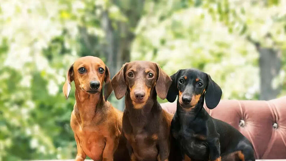 Top 10 Popular Dog Breeds In 2022