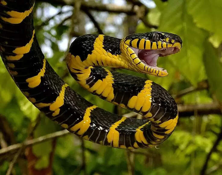 Know About Yellow And White Snake