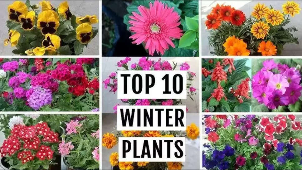 Top 10 Winter Flowers To Grow At Home