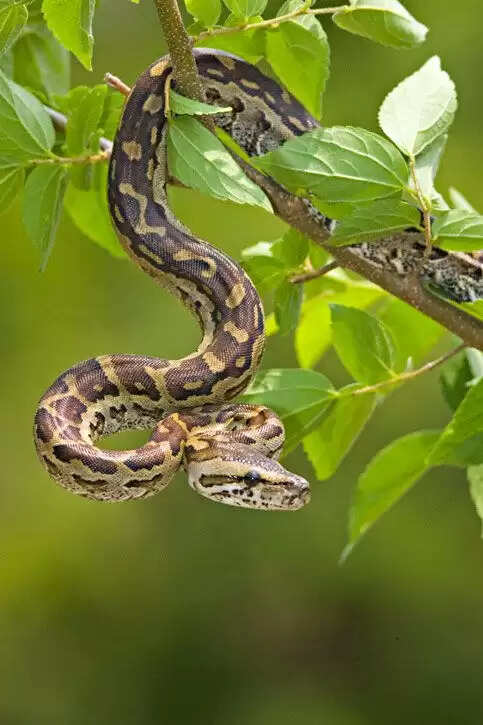 Know About Yellow And White Snake