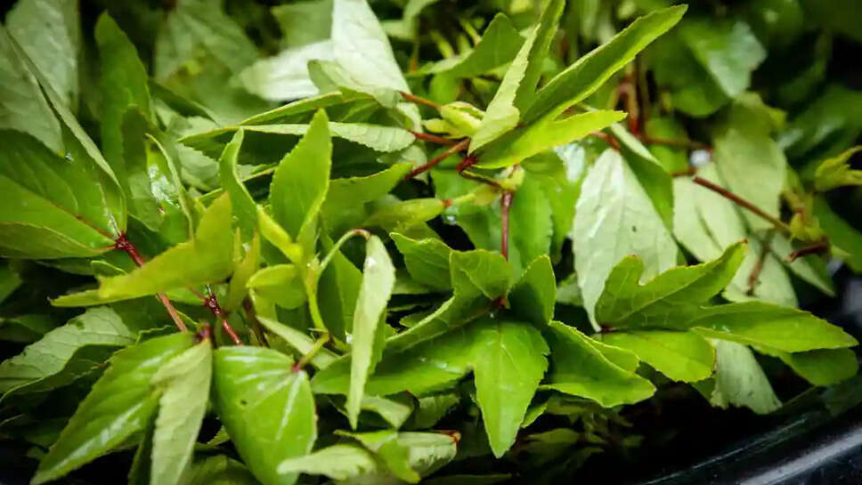 Top 8 Health Benefits & Use Of Ambadi