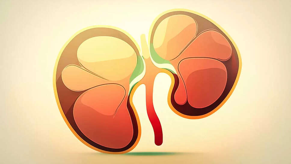 Overall, Kidney Assessment: What's Included in a Kidney Test Packag