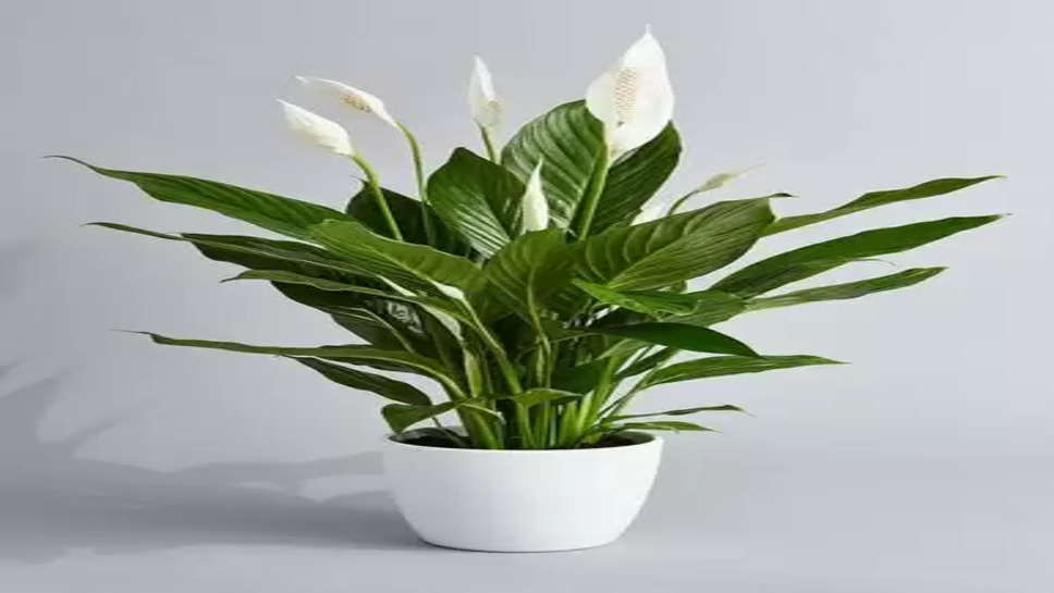 How to Take Care of Peace Lily in India Explained