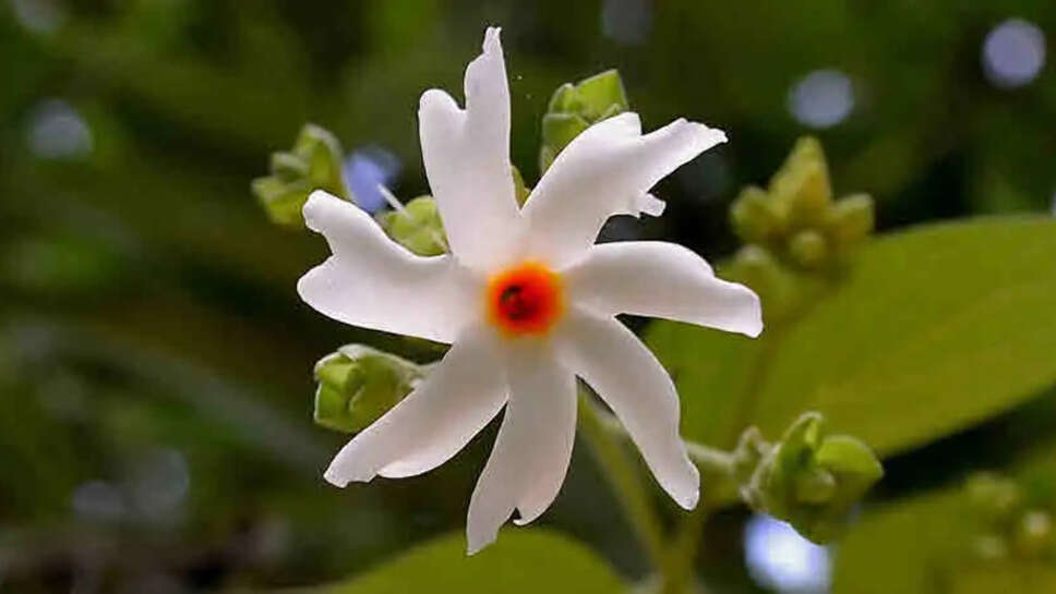  Know About Night Blooming Jasmine (Harshringar)