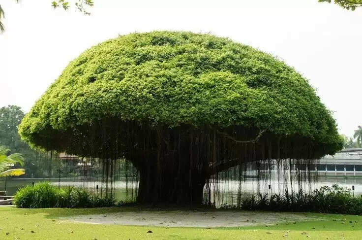 Banyan Tree