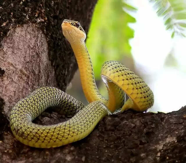 Know About Yellow And White Snake